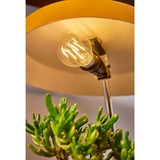 Shelly Vintage A60, LED-Lampe Filament