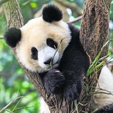 Ravensburger Kinderpuzzle Panda, Tiger und Löwe 3x 49 Teile