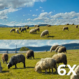 Reolink Reolink Trackmix Series G770 mit Solarpanel 2, Überwachungskamera tarnfarben