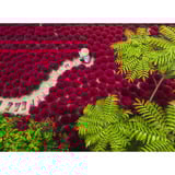 Ravensburger Puzzle Ein Meer aus Rot 500 Teile